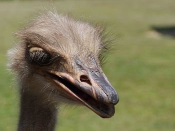 Close-up of bird