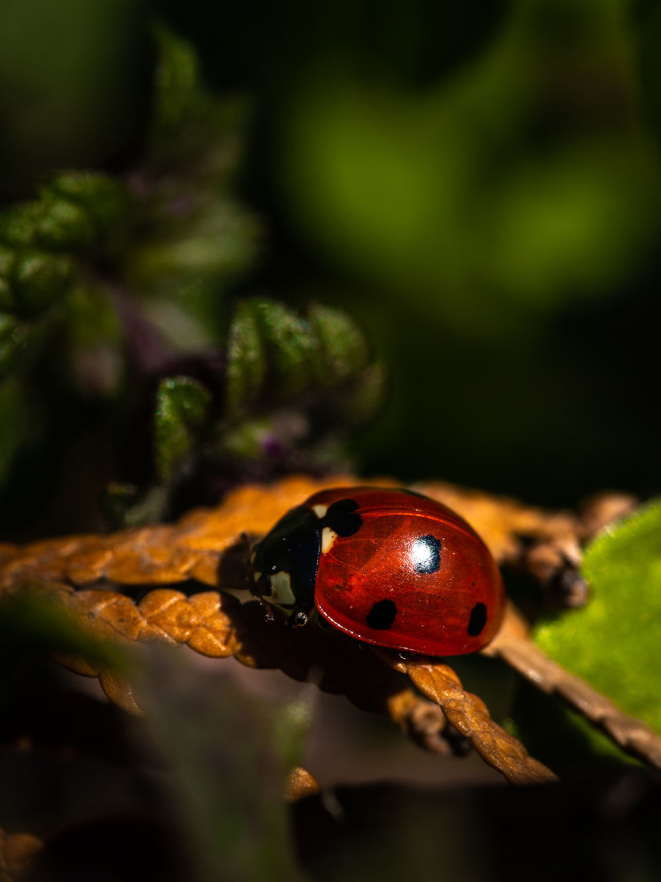 ladybug, beetle, nature, animal themes, animal, animal wildlife, macro photography, green, insect, one animal, close-up, wildlife, plant, no people, leaf, red, spotted, flower, forest, tree, outdoors, focus on foreground, plant part, beauty in nature, day, selective focus
