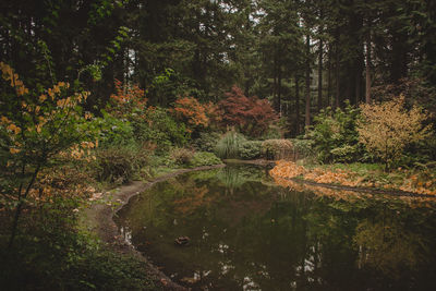 Scenic view of lake amidst trees in forest