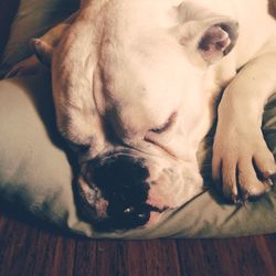 Close-up of dog sleeping