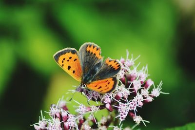 Close-up of butterfly pollinating on flower