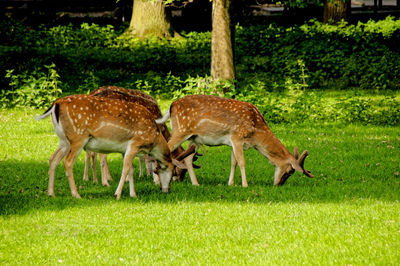 Deer in a field