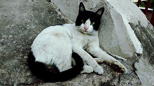 Portrait of cat sitting outdoors