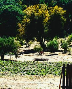 Trees in park