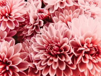Close-up of pink dahlia