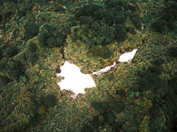High angle view of milk lake and forest in taiwan