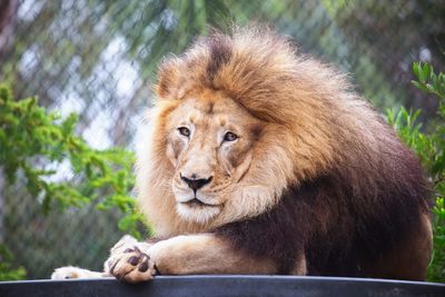 Portrait of lion resting in zoo against cage