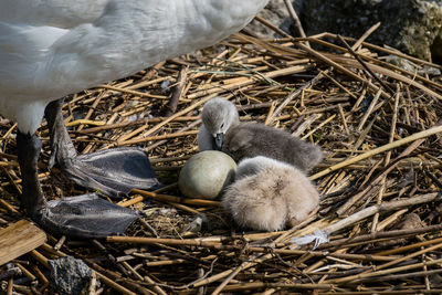High angle view of birds in nest