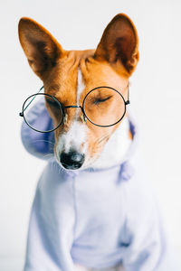 Close-up portrait of a dog over white background