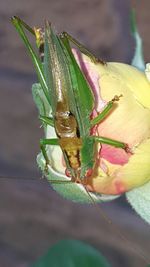 Close-up of insect on flower