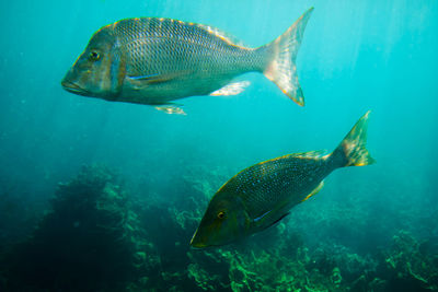 Fish swimming in sea