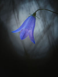 Close-up of purple flower