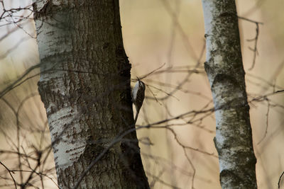 Close-up of bare tree in forest