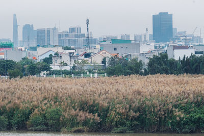 Plants growing on field by buildings against sky