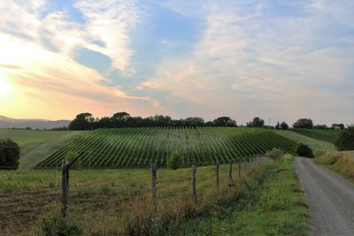 Vineyard in vineyard