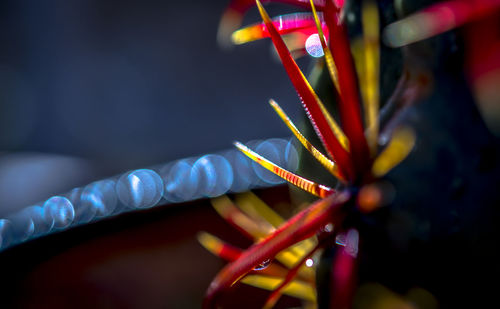 Close-up of illuminated lights