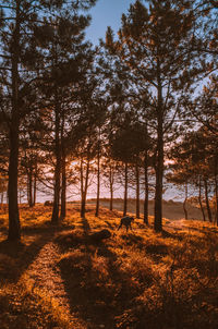 Trees in forest against sky