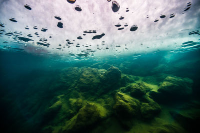 Scenic view of rock underwater