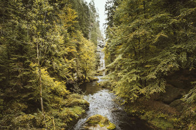 River amidst trees in forest against sky