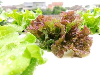 Close-up of salad in plate