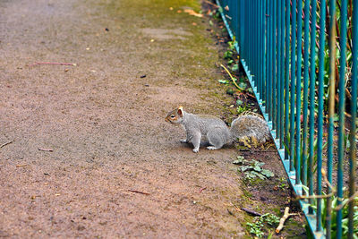 View of squirrel