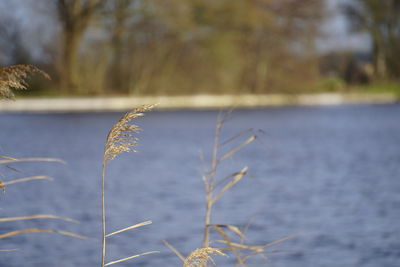 Close-up of plant by lake