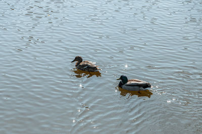 High angle view of ducks swimming in lake