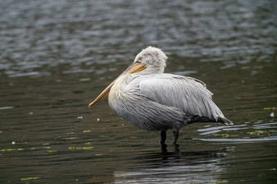 View of pelican on lake