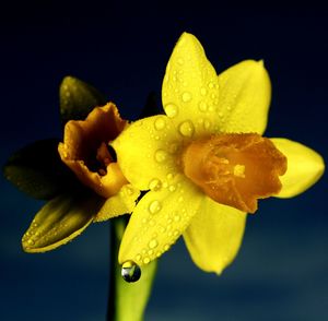 Close-up of water drops on yellow flower against black background