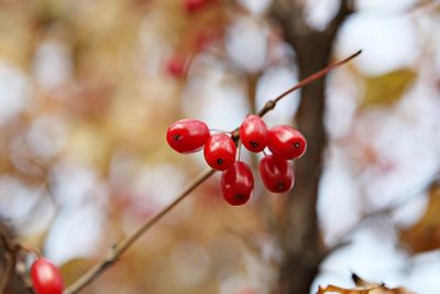 Close-up of red berries growing on tree