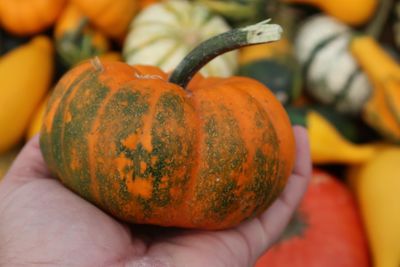 Close-up of person hand holding pumpkin