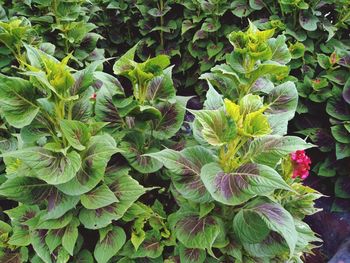 High angle view of flowering plant