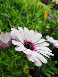 Close-up of osteospermum blooming outdoors