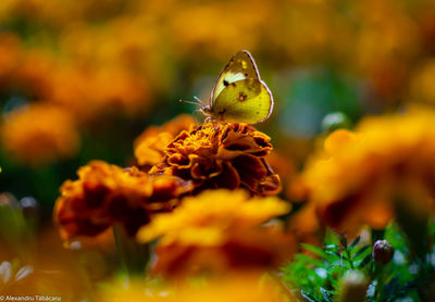 Close-up of yellow flowering plant