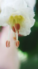 Close-up of fresh yellow flower