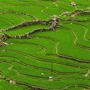 High angle view of agricultural field