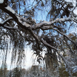 Low angle view of bare trees against sky