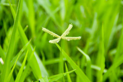 Close-up of grass