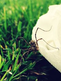 Close-up of insect on plant