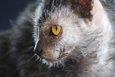 Close-up portrait of a cat