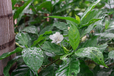 Close-up of white flowering plants