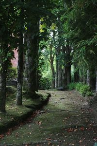 Walkway amidst trees in forest
