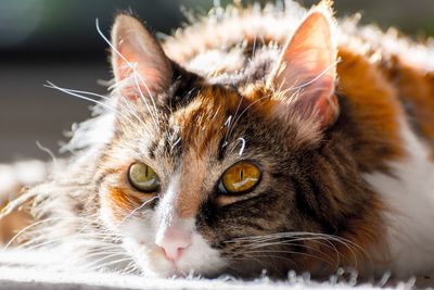 Close-up portrait of cat lying down