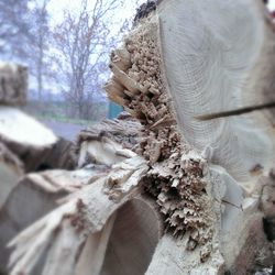 Close-up of tree trunk in forest