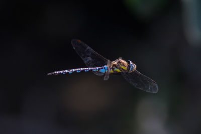 Close-up of butterfly flying