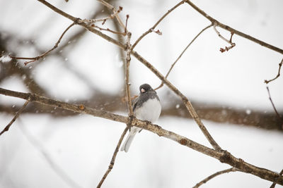 Low angle view of bird perching on branch