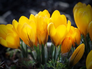 Close-up of yellow flowering plant