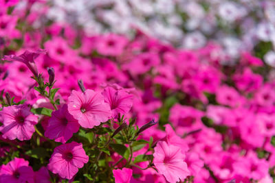 Close-up of pink flowering plant