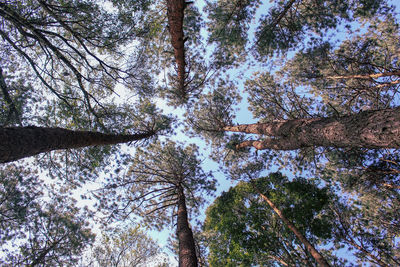 Low angle view of trees against sky