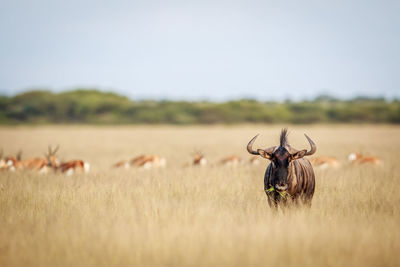 Blue wildebeest standing on grassy field against sky